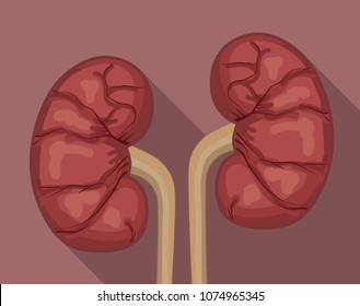 Human kidneys anatomy.Vector illustration.