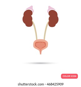 Human kidneys and bladder color flat icon