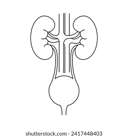 Human kidneys and bladder outline icon on white background