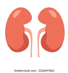 Human kidneys. Cartoon organ. Vector illustration