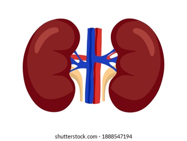 Healthy Sick Kidney Cancer Human Anatomy Stock Vector (Royalty Free ...