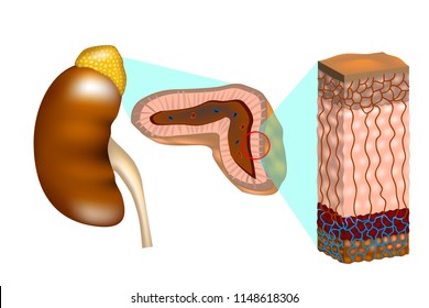 Adrenal Medulla Images, Stock Photos & Vectors | Shutterstock