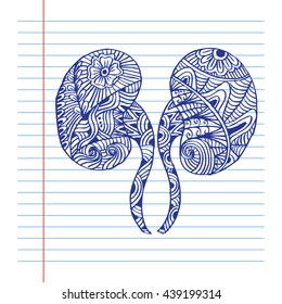 Human kidneys. Doodle style.