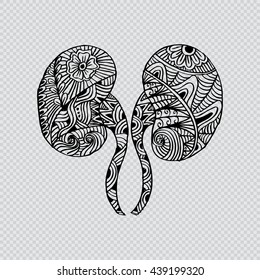 Human kidneys. Doodle style.