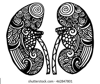 Human kidneys. Doodle style