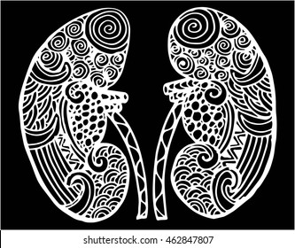 Human kidneys. Doodle style