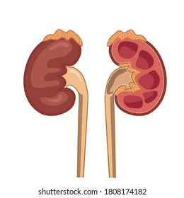 Riñones humanos, sistema de excreción. Estructura anatómica. Ilustración del vector