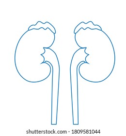 Human kidneys, excretory system. Icon, linear vector illustration