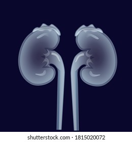 Human kidneys, excretory system. Transparent organs on a dark background, vector illustration