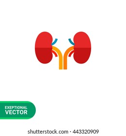 Human Kidneys Icon