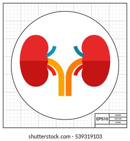Human Kidneys Icon