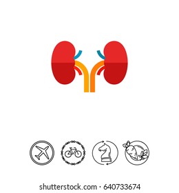 Human Kidneys Icon