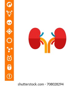 Human Kidneys Icon