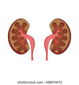 Human kidneys icon, cartoon style
