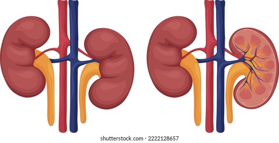 Human kidneys. The image of human kidneys whole and in section. Internal organs. Human anatomy. Vector illustration