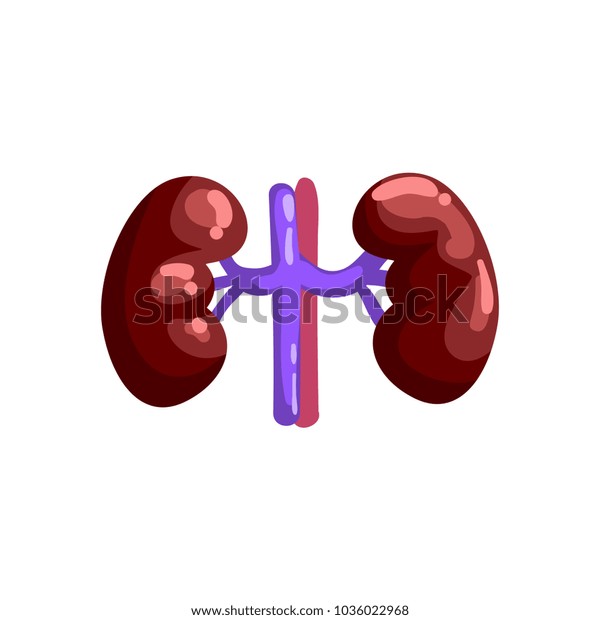 Human Kidneys Internal Organ Anatomy Vector Stock Vector (Royalty Free ...