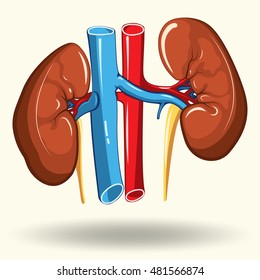 Human kidneys isolated on white background,  cartoon style illustration, creative flat design, vector