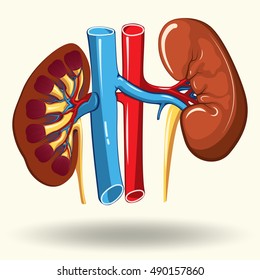 Human kidneys isolated on white background,  cartoon style illustration, creative flat design, vector