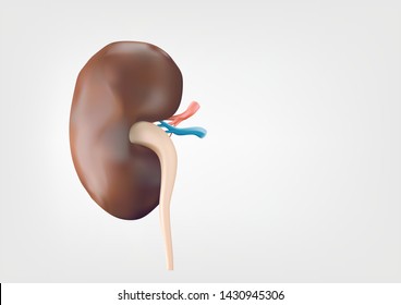 Human kidneys on a white background, smooth and clean. Used in science at illustrations