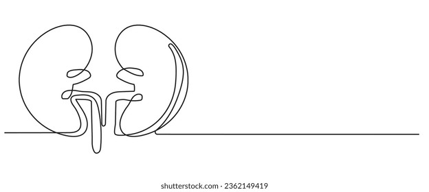 Human kidneys one line continuous drawing. Human organ continuous one line illustration. Vector minimalist linear illustration.