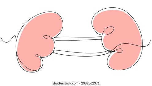 Human kidneys in one line on a white background. Simple organs in vector format. Medical stock illustration with editable stroke.