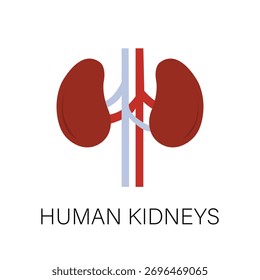 Flache Vektorgrafik des menschlichen Nierensystems und des Nierenvaskularsystems, Anatomiediagramm der inneren Organe, Icon der Urologie und der medizinischen Bildung