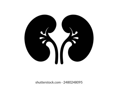 Human kidneys silhouette vector image illustration 