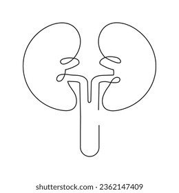 Human kidneys with ureters one line art. Continuous line drawing of human, internal, organs, kidneys, ureters, excretory system.