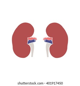 human kidneys. vector illsutration