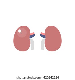 human kidneys. vector illsutration