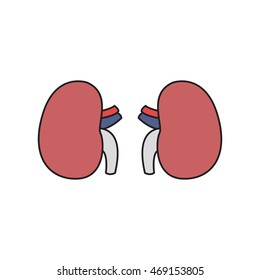 human kidneys. vector illsutration