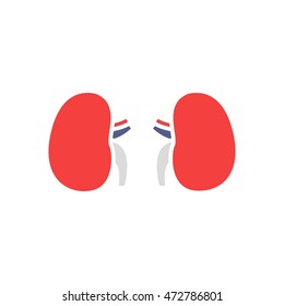 human kidneys. vector illsutration