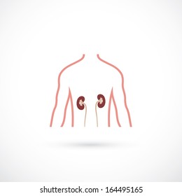 Human kidneys - vector illustration