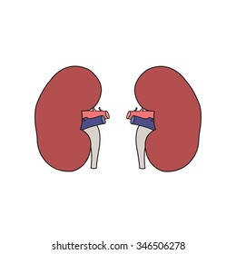 human kidneys. vector illustration