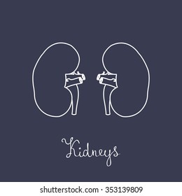 human kidneys. vector illustration