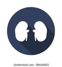 human kidneys. vector illustration