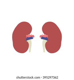 human kidneys. vector illustration