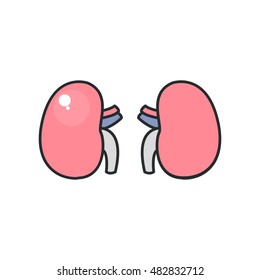 human kidneys. vector illustration