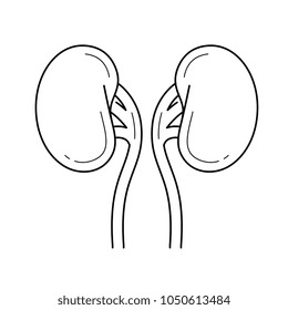 Vektorillustration der menschlichen Nieren, Symbol einzeln auf weißem Hintergrund. Das Symbol für menschliche Nieren für Infografik, Website oder App. Symbol auf einem Gittersystem entworfen.