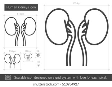 Ícone de linha vetorial de rins humanos isolado no fundo branco. Ícone de linha de rins humanos para infográfico, site ou aplicativo. Ícone escalável projetado em um sistema de grade.