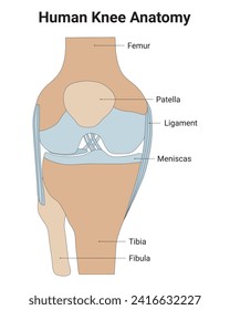 Human Knee Anatomy Science Design Vector Illustration