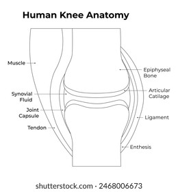 Human Knee Anatomy Science Design Vector Illustration Diagram