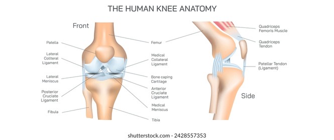 The human knee anatomy vector illustration. Common knee problems, Symptoms and causes of rheumatoid arthritis and osteoarthritis. Types of knee joint Injuries and Disorders. General condition and pain