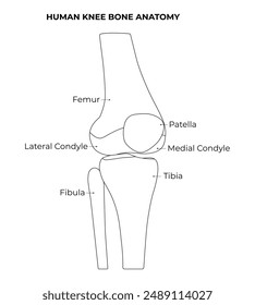 Diagrama de ilustración de diseño de Ciencia de anatomía ósea de rodilla humana