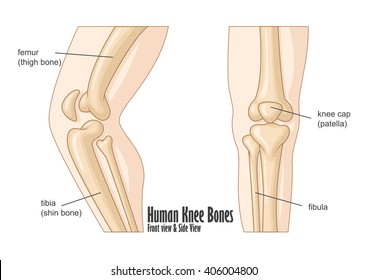 Human knee bones front and side view anatomy