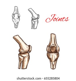 Human knee or elbow bones and joints vector sketch icon of body skeleton anatomy. Isolated symbol of arm or leg organ structure for anatomical orthopedic or medical surgery design element