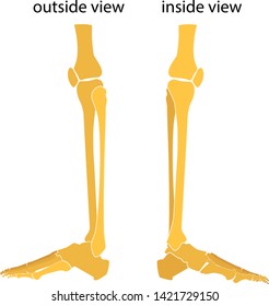 Human knee and foot leg view outside and  view inside. Vector illustration. Flat design