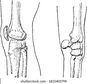 Human Knee And Horse Knee, From The Dictionary Of Word And Things, 1888.