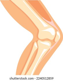 Human knee icon. Cartoon anatomy leg bone structure isolated on white background