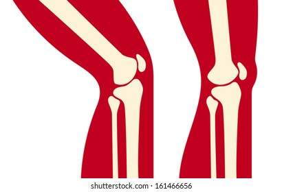 human knee joint